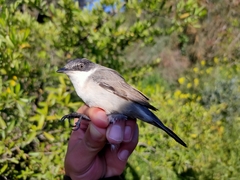 Curruca crassirostris