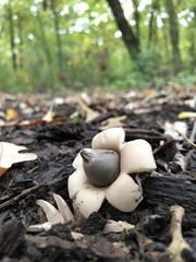 Geastrum morganii