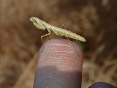 Litaneutria pacifica