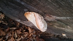 Pseudospongipellis delectans