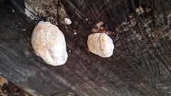 Pseudospongipellis delectans