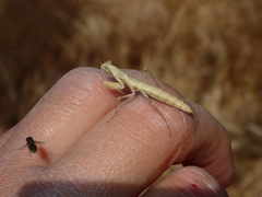 Litaneutria pacifica