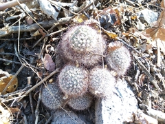 Mammillaria jaliscana