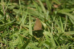 Cissia phronius