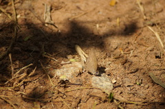 Cissia phronius