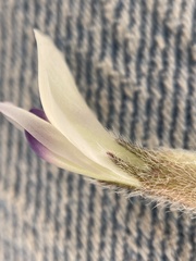 Astragalus eurekensis