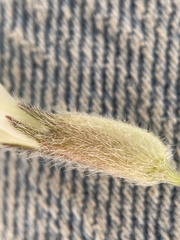 Astragalus eurekensis