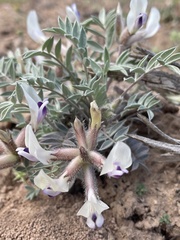 Astragalus eurekensis