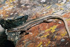 Iberolacerta aranica