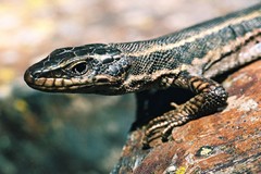 Iberolacerta aranica