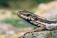 Iberolacerta aranica