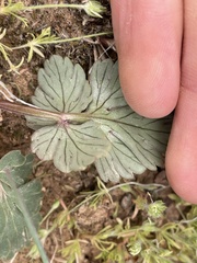 Cymopterus coulteri