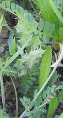 Biserrula pelecinus