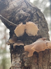 Fungi
