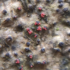 Neonectria ditissima