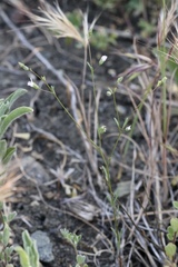 Hesperolinon micranthum