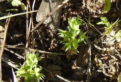 Lysimachia linum-stellatum