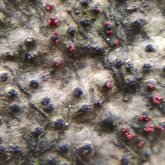 Neonectria ditissima