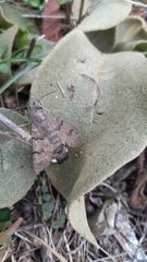 Macroglossum stellatarum