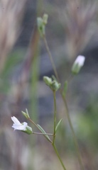 Hesperolinon micranthum