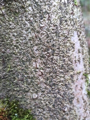 Neonectria ditissima