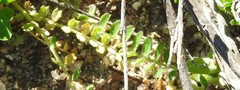 Biserrula pelecinus