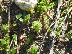 Biserrula pelecinus