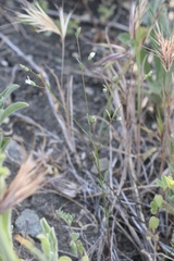 Hesperolinon micranthum