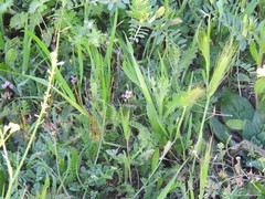 Biserrula pelecinus