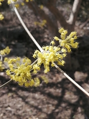 Cornus