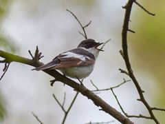 Ficedula semitorquata