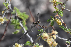 Dolichodynerus vandykei