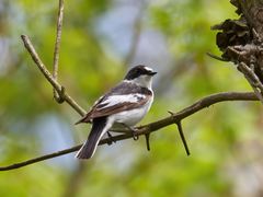 Ficedula semitorquata