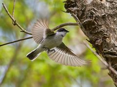 Ficedula semitorquata