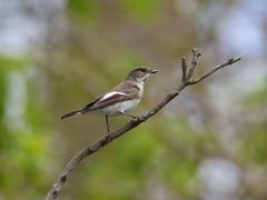 Ficedula semitorquata