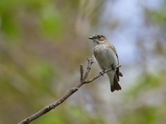 Ficedula semitorquata