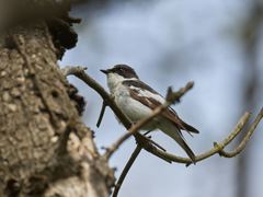 Ficedula semitorquata