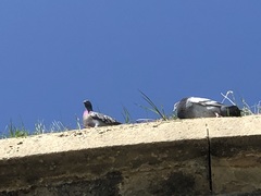 Columba livia domestica