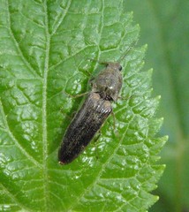Gambrinus griseus