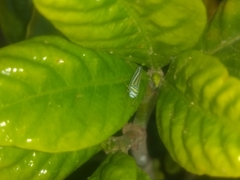 Graphocephala flavovittata