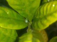 Graphocephala flavovittata