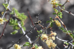 Dolichodynerus vandykei