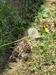 Taraxacum