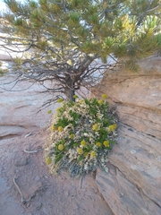 Lomatium latilobum