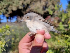 Curruca ruppeli