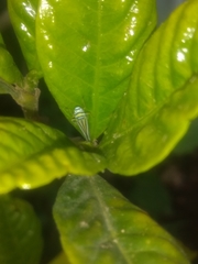 Graphocephala flavovittata