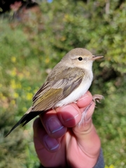 Phylloscopus orientalis
