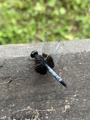 Erythrodiplax unimaculata