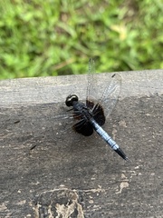 Erythrodiplax unimaculata