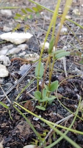 Image of Mitreola sessilifolia by (c) Michelle Smith, some rights reserved (CC BY)